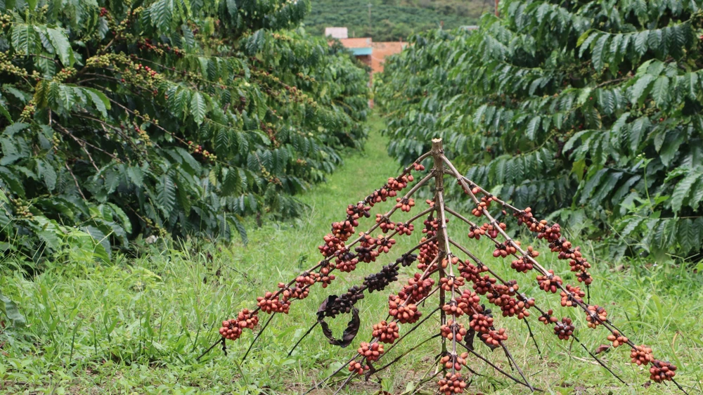 Khi những cơn mưa thưa dần, cao nguyên Lâm Viên đón những tia nắng vàng cũng là lúc mùa thu hoạch cà phê đã đến. Ảnh: VÕ TÙNG