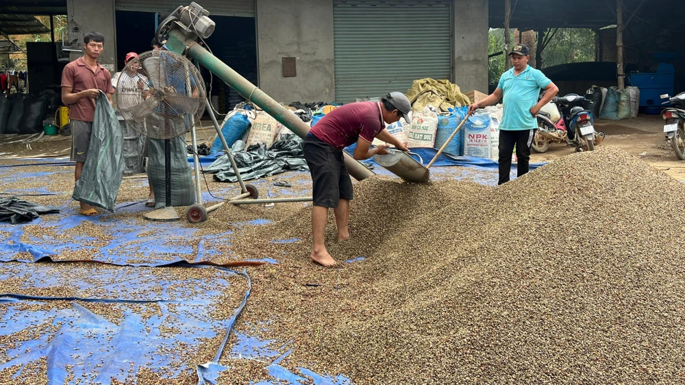 Có thể nói, cà phê là một trong những cây trồng chủ lực, mang lại nhiều giá trị kinh tế không chỉ với tỉnh Lâm Đồng mà còn cả vùng đất Tây Nguyên rộng lớn. Ảnh: VÕ TÙNG