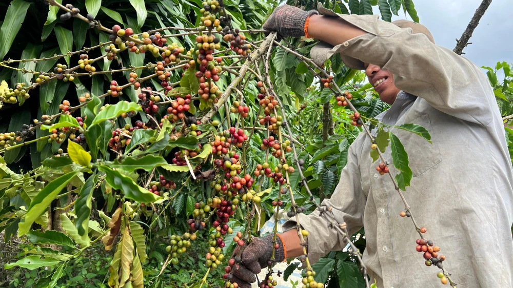 Như thường lệ, cứ đến đầu tháng 10 gia đình anh Danh Định, quê ở huyện Vĩnh Châu, tỉnh Sóc Trăng lại lên tỉnh Lâm Đồng để hái cà phê thuê. Công việc khá vất vả nhưng đổi lại thu nhập cao hơn cả năm làm ruộng. Ảnh: VÕ TÙNG