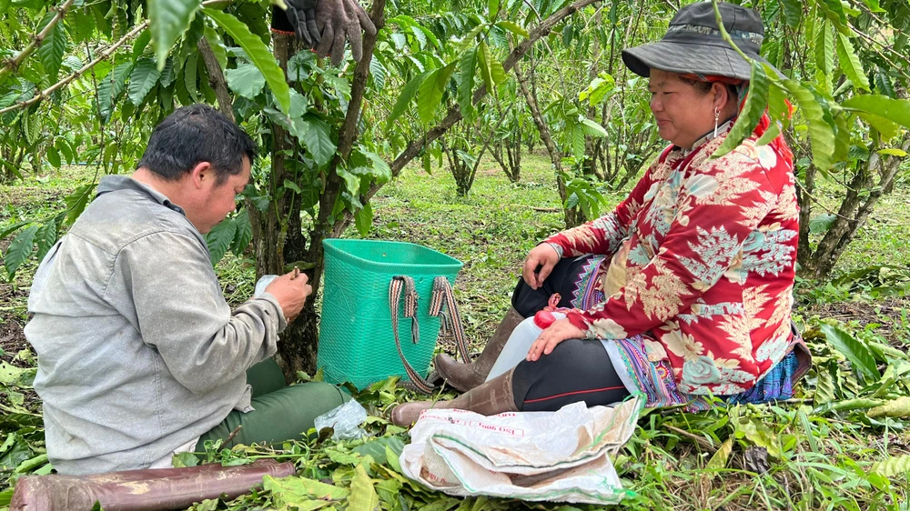 Công nhân tranh thủ ăn trưa ngay dưới gốc cà phê để tiếp tục công việc của mình. Ảnh: VÕ TÙNG