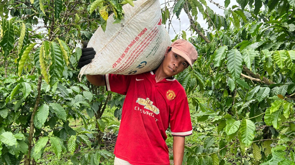 Mặc dù hái cà phê là công việc khá vất vả nhưng thu nhập từ công việc này tương đối cao nên năm nào hàng trăm tốp công nhân vẫn đổ về Lâm Đồng để hái cà phê thuê. Ảnh: VÕ TÙNG