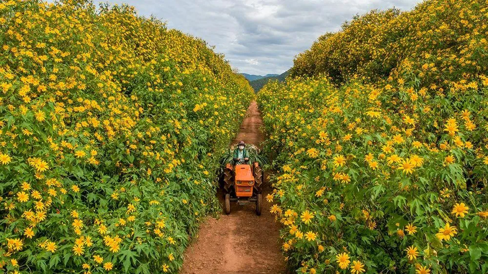 Tuy nhiên, trong bộ tộc Lasiêng có một chàng trai khác tên LaRihn, cũng hết lòng yêu H’Linh. LaRihn càng bực tức vì H’linh không chọn mình mà lại lấy K’lang dù mình là con của tộc trưởng quyền thế. Lòng đố kỵ thù ghét cứ thế lớn dần trong LaRihn và chàng trai nuôi quyết tâm chia cắt tình yêu của đôi vợ chồng trẻ. Ảnh: PY TRẦN