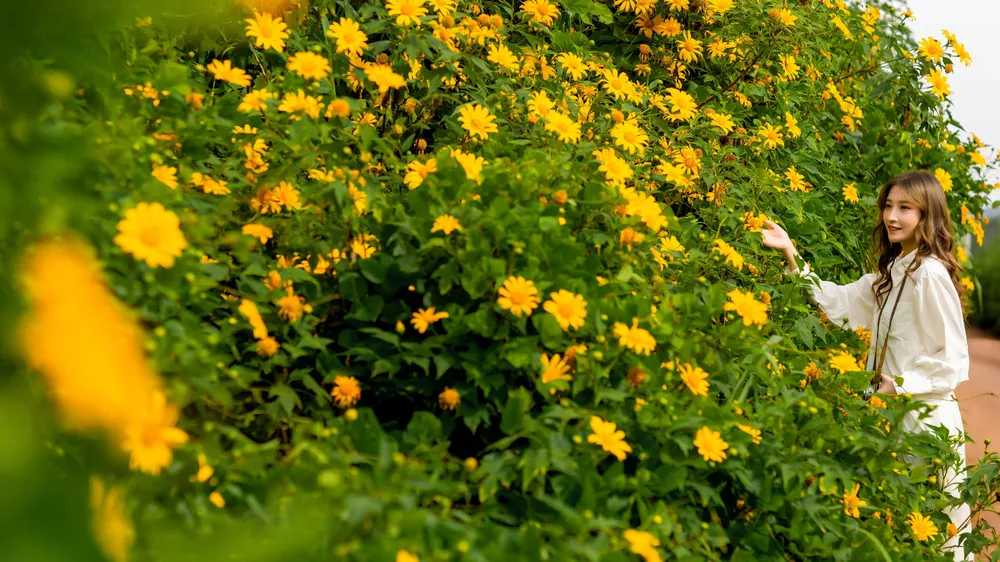 Hàng ngàn bạn trẻ từ khắp nơi đã đổ về Lâm Đồng để check - in bên những rặng hoa Dã Quỳ vàng rực những ngày đầu tháng 11. Ảnh: DŨNG NGUYỄN