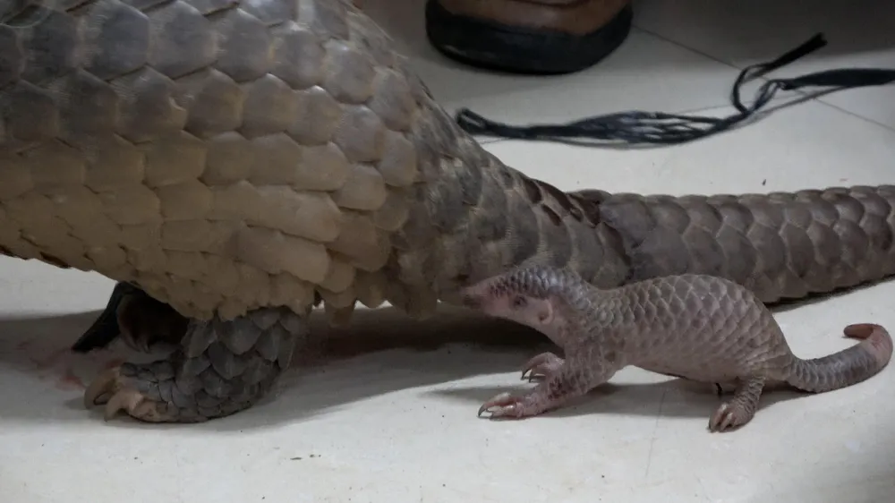 Công an Lâm Đồng đang hoàn tất thủ tục thả hai mẹ con tê tê về môi trường tự nhiên. Ảnh: LÊ TIẾN