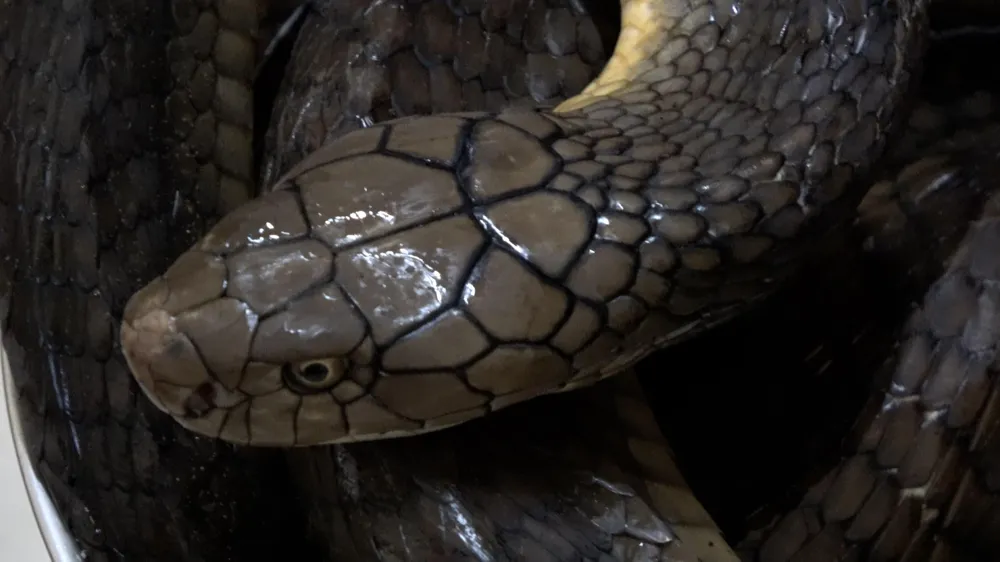 1 trong 2 con rắn đã được thả về Vườn Quốc gia Bidoup Núi Bà. Ảnh: LÊ TIẾN