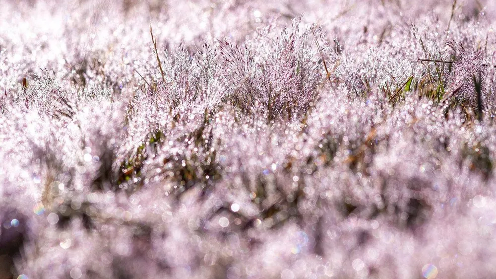 Khi mặt trời chưa dậy, sương còn bám trên những bụi hoa làm cho cả một vùng trắng xóa. Chính vì vậy mà nhiều người đã gọi cỏ hồng là cỏ tuyết. Ảnh: PY TRẦN