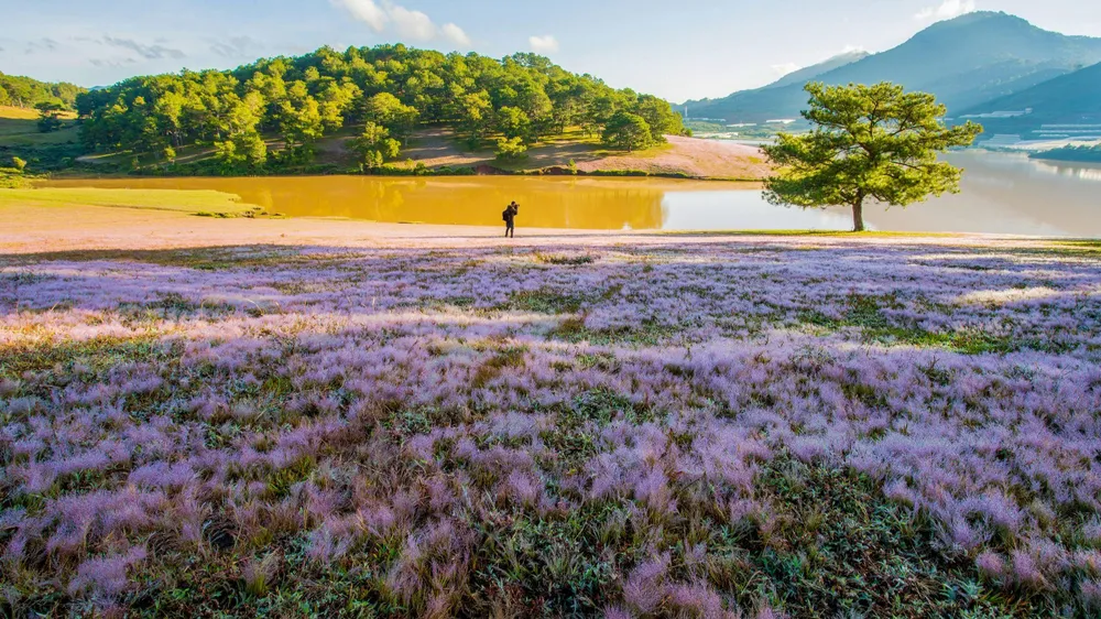 Mùa cỏ hồng cũng là mùa của những tay săn ảnh chuyên nghiệp. Ảnh: PY TRẦN