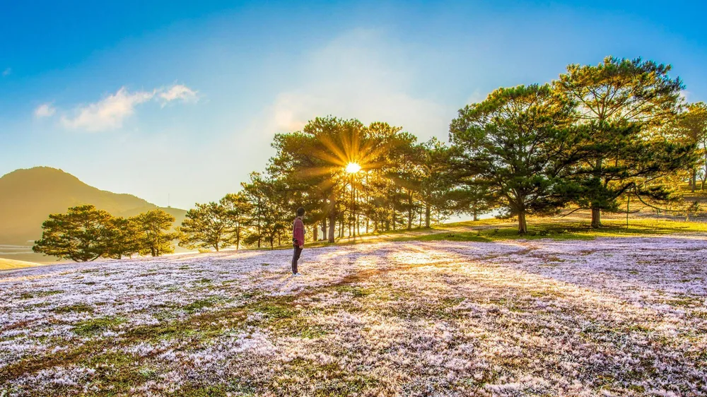 Khi bình minh bắt đầu ló dạng, những giọt sương mai dần tan biến là lúc cỏ hồng khoe màu sắc thật của mình. Ảnh: PY TRẦN