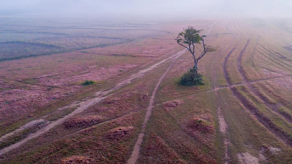 Dù chỉ là loài cỏ dại nhưng cỏ hồng đã đóng góp không nhỏ giúp xứ ngàn hoa thu hút du khách dịp cuối năm. Ảnh: PY TRẦN