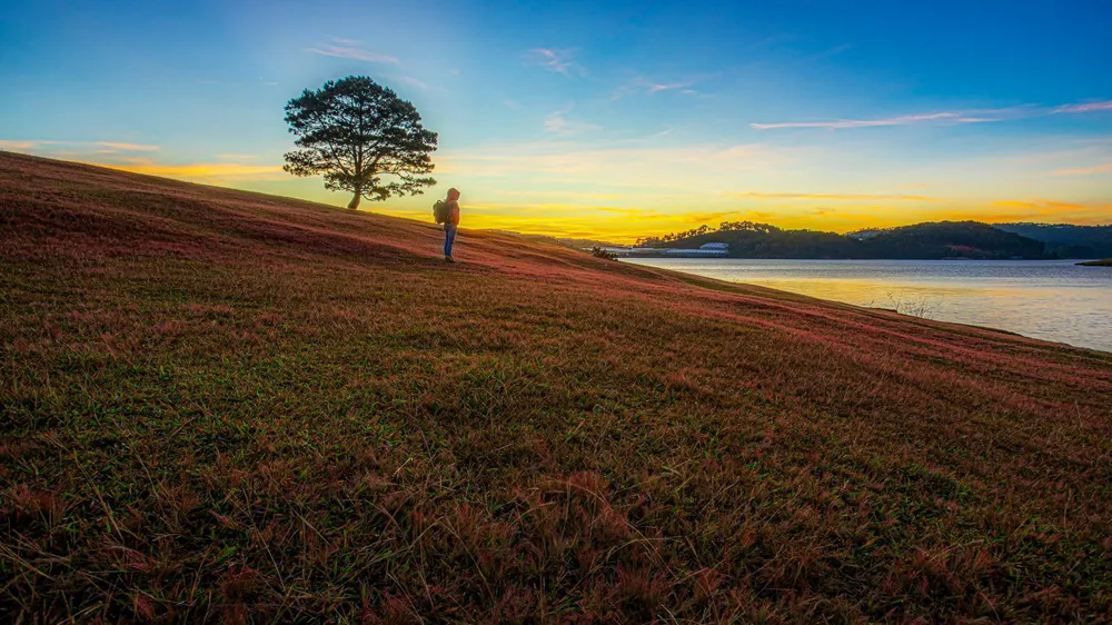 Vốn đã rất nổi tiếng, địa danh du lịch &quot;cây thông cô đơn&quot; nằm sát hồ Đankia càng khiến du khách không thể bỏ qua khi tháng 11 hàng năm được cỏ hồng trải thảm hoa rực rỡ dưới nắng mai. Ảnh: PY TRẦN