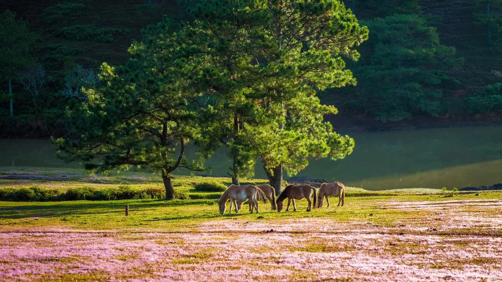 Sắc hồng phấn ngọt ngào lộ dần dưới nắng mai dịu nhẹ khiến cảnh vật đẹp đến nao lòng. Ảnh: PY TRẦN