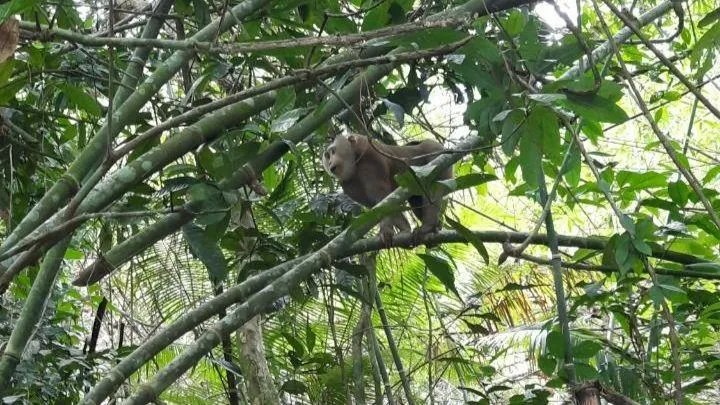 Chỉ có sống trong môi trường tự nhiên, động vật hoang dã mới có thể sinh sản và phát triển bình thường. Ảnh: VÕ TÙNG