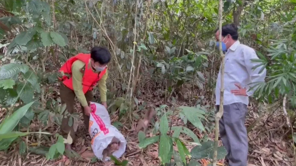 Lực lượng chức năng thả khỉ về môi trường tự nhiên. Ảnh: VÕ TÙNG