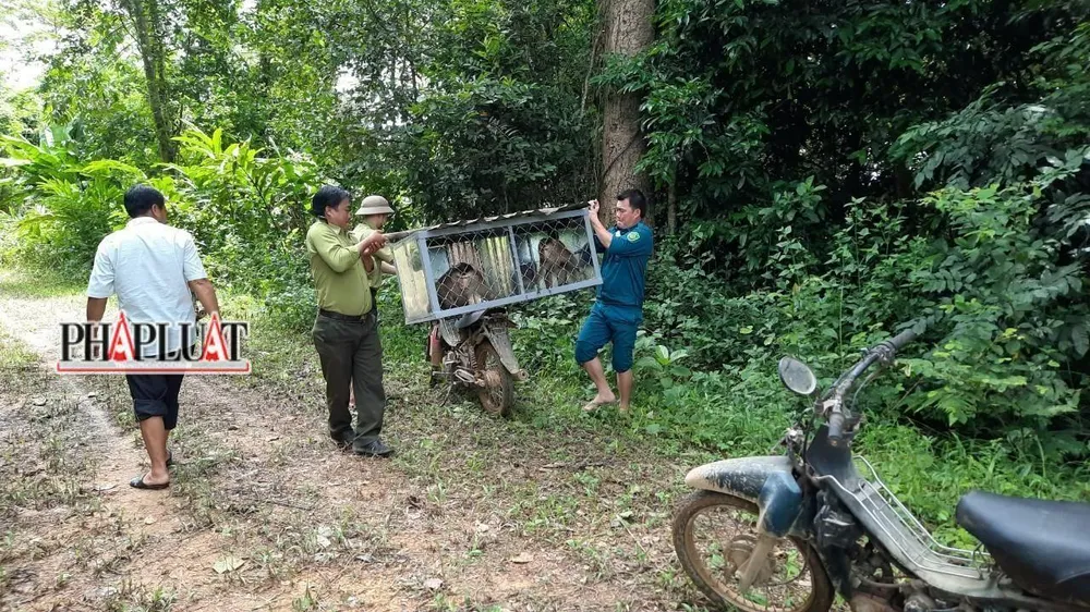 2 con khỉ đuôi lợn đang được anh Minh giao nộp để thả về môi trường tự nhiên. Ảnh: VÕ TÙNG