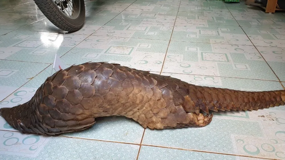 Con Tê tê Java công an thu giữ. Ảnh: VT