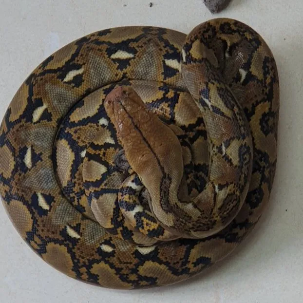 Con trăn gấm phát hiện tại nhà bà Lệ. Ảnh: VT