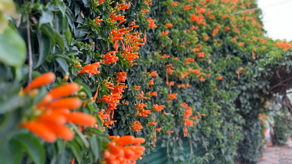 Chị Võ Thị Thanh Thuý, một du khách ở huyện Long Thành, tỉnh Đồng Nai cho biết, chị biết tiệm tạp hoá này trên mạng xã hội và không thể hình dung được lại có một dàn hoa phủ trùm kín cả căn nhà như thế. Ảnh: VÕ TÙNG