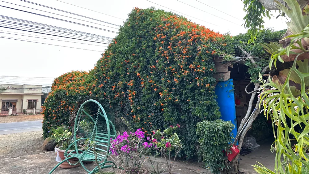 Có nguồn gốc từ đất nước Brazil, chùm ớt còn được gọi là hoa xác pháo hay hoa rạng đông. Bụi chùm ớt của nhà cô Lánh được tạo nên từ khoảng 20 thân dây leo. Ảnh: VÕ TÙNG