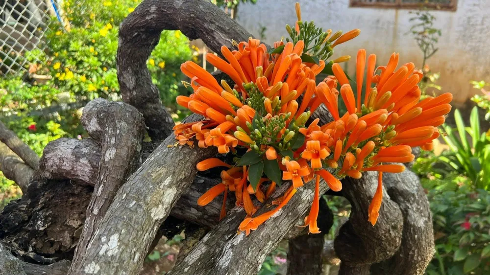 Chùm ớt là giống cây dễ trồng, chỉ cần được tưới nước là có thể cho hoa. Mỗi mùa, chùm ớt trổ hoa gần 6 tháng, chính vì thế mà cô Lánh gọi dàn chùm ớt phủ kín tiệm tạp hoá của mình là giàn hoa hai mùa. Ảnh: VÕ TÙNG