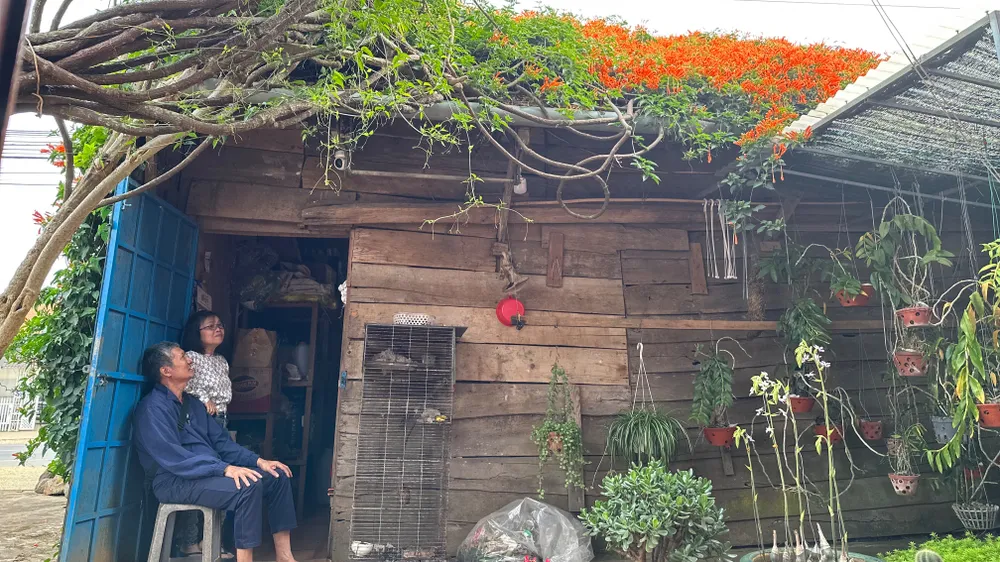 Về nguồn gốc dàn hoa này, cô Lánh, chủ tiệm tạp hoá chia sẻ, trước đây cô thấy hàng rào nhà hàng xóm có cây này, màu quá đẹp cho nên cô đã xin mấy nhánh nhỏ về để trồng. Ý tưởng của cô chú là cho dàn hoa leo lên căn nhà này rồi tạo thế để nó phủ xuống. Ảnh: VÕ TÙNG