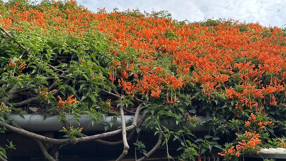 Cũng theo cô Lánh, dàn chùm ớt này năm nào cũng vậy, cứ nửa năm lá, nửa năm hoa. Dàn hoa nhà của cô nở từ cuối năm cho đến tháng tư mới tàn. Từ tháng tư trở lên thì những chỗ hoa nở ra quá nhiều khiến cành đó chết đi, mọc ra những chồi khác, rồi những cành đó lại mọc ra chùm hoa. Ảnh: VÕ TÙNG