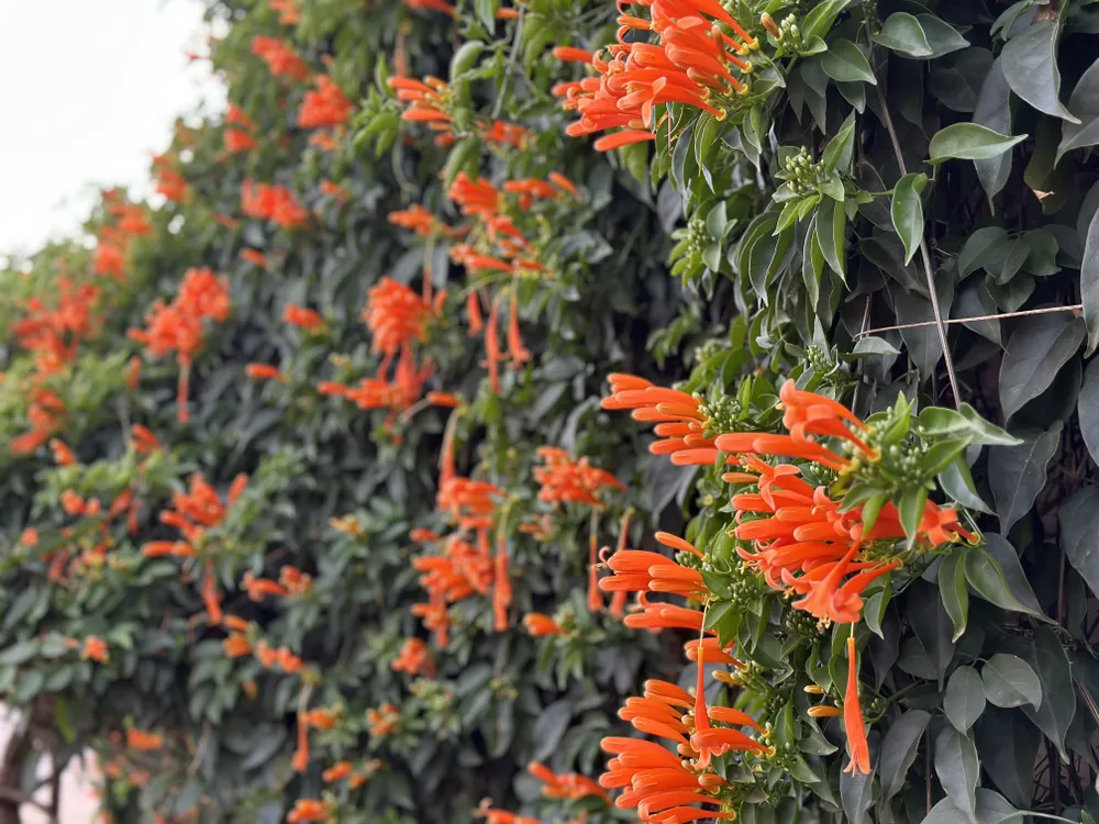 Giàn chùm ớt gần 20 năm tuổi của vợ chồng cô Lánh trở nên nổi tiếng khi mà năm nào cũng có hàng ngàn lượt check in, review của giới du lịch. Ảnh: VÕ TÙNG