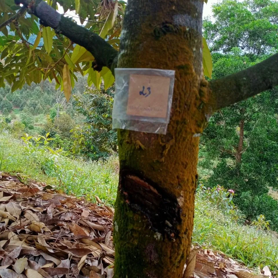 Hàng chục cây sầu riêng đang thu hoạch bị đẽo gốc. Ảnh: VT