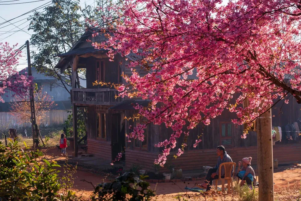 Mùa xuân về trước ngõ. Ảnh: QUANG ĐÀ LẠT