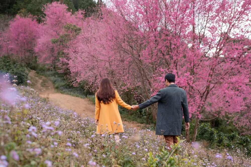 Vườn đào Mộng Đào Nguyên: Ảnh: QUANG ĐÀ LẠT