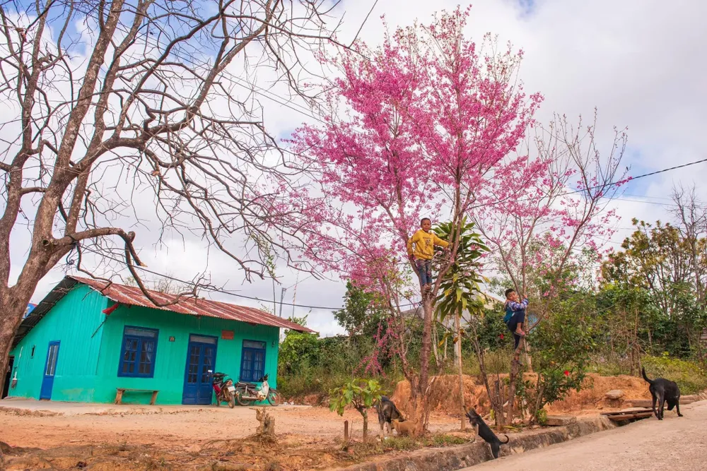 Mai Anh Đào khoe sắc khắp thôn làng. Ảnh: QUANG ĐÀ LẠT