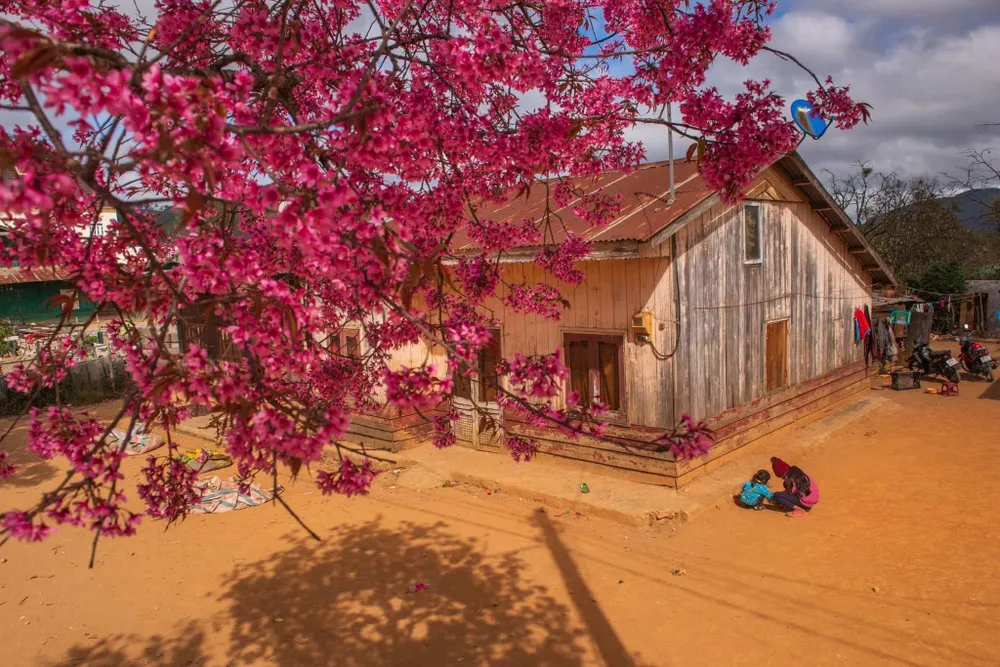 Mai Anh Đào là nét đặc trưng riêng của thành phố ngàn hoa. Loài hoa này chỉ sống và khoe sắc ở nơi có độ cao trên 1.000 m so với mặt nước biển. Ảnh: QUANG ĐÀ LẠT