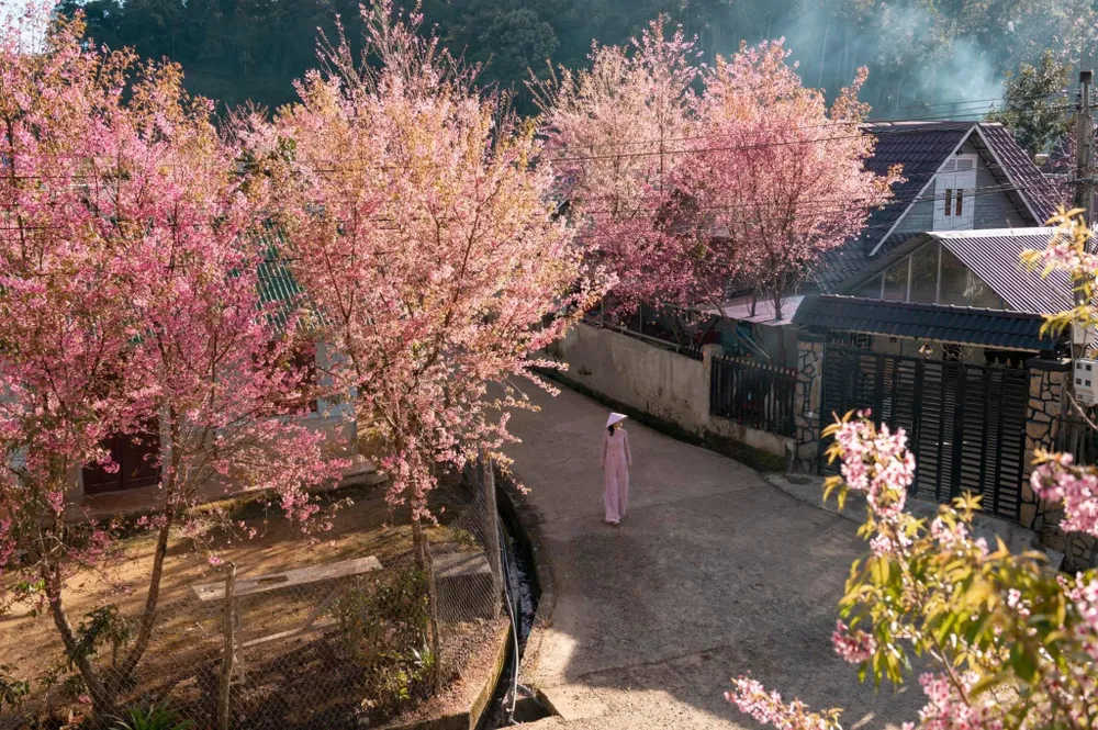 K&apos;Long K&apos;Lanh mùa hoa đào. Ảnh: QUANG ĐÀ LẠT