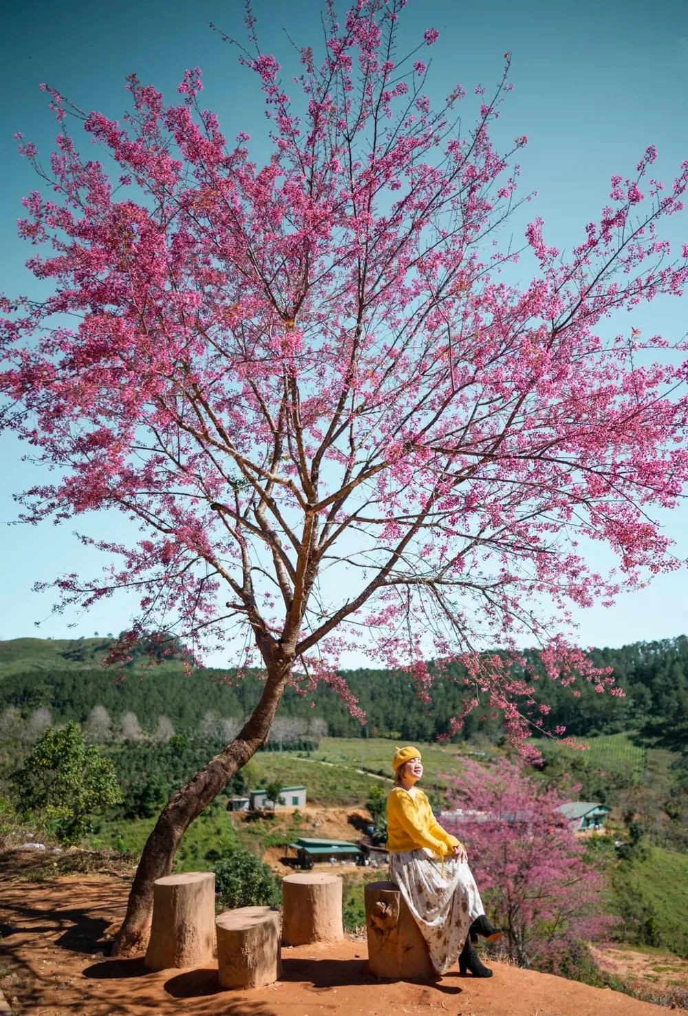 Thiếu nữ xinh hơn, yêu đời và tươi trẻ khi đứng bên những nhành mai Anh Đào lung linh sắc thắm. Ảnh: QUANG ĐÀ LẠT