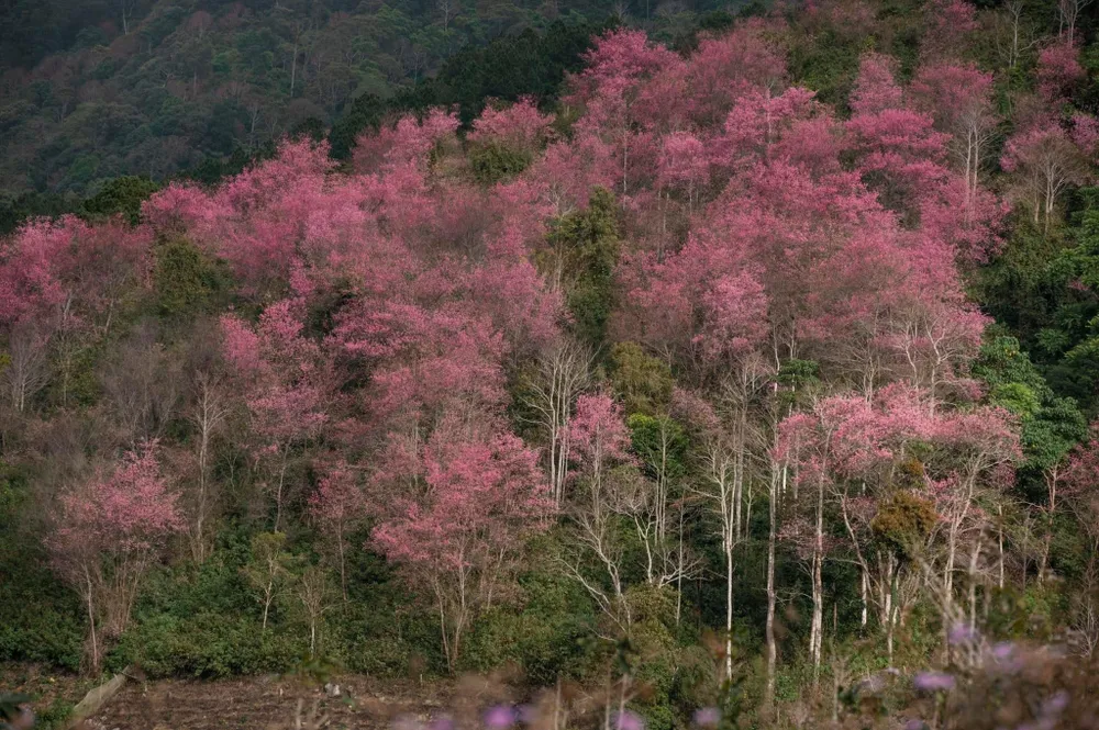 Mai Anh Đào là nét đặc trưng riêng của thành phố ngàn hoa. Loài hoa này chỉ sống và khoe sắc ở nơi có độ cao trên 1.000 m so với mặt nước biển. Ảnh: QUANG ĐÀ LẠT