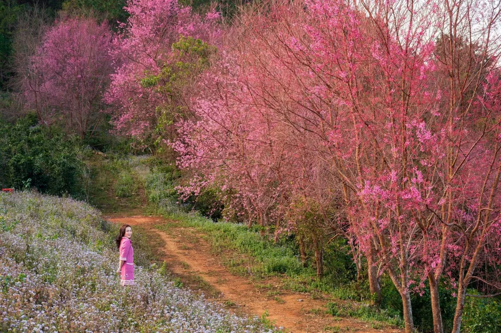 Du khách đang mê mẩn với sắc hồng đặc trưng chỉ có ở Đà Lạt mùa đông. Ảnh: QUANG ĐÀ LẠT