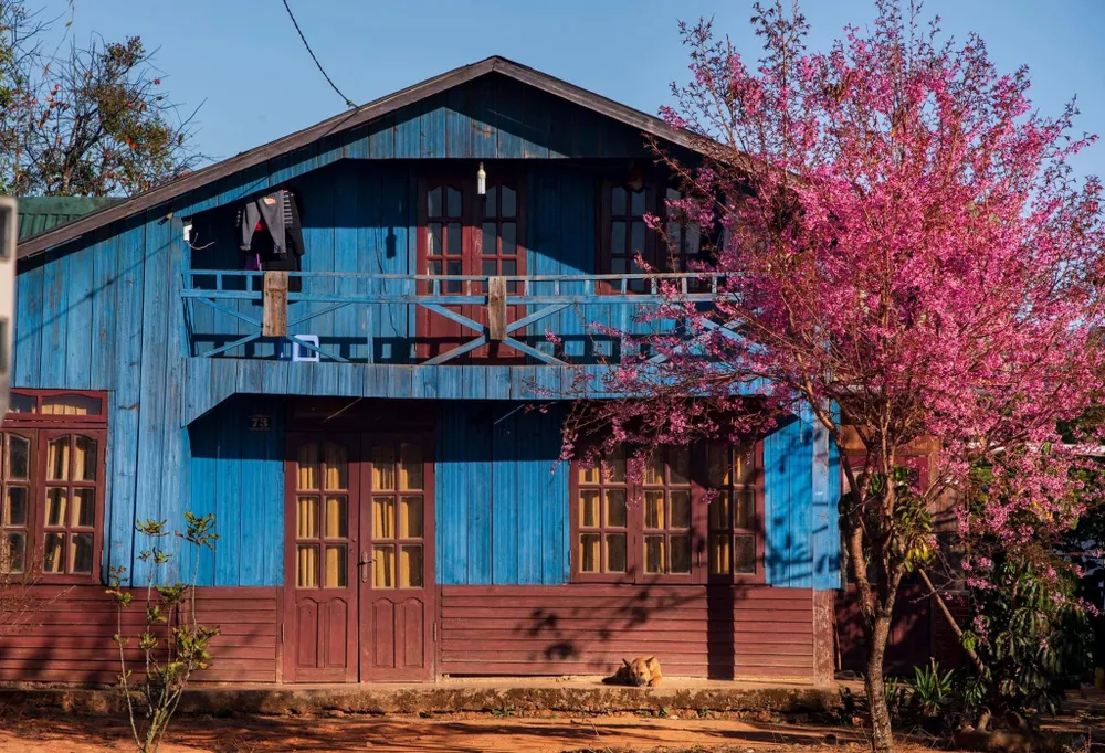 Bình yên trên cao nguyên Lang Biang. Ảnh: QUANG ĐÀ LẠT