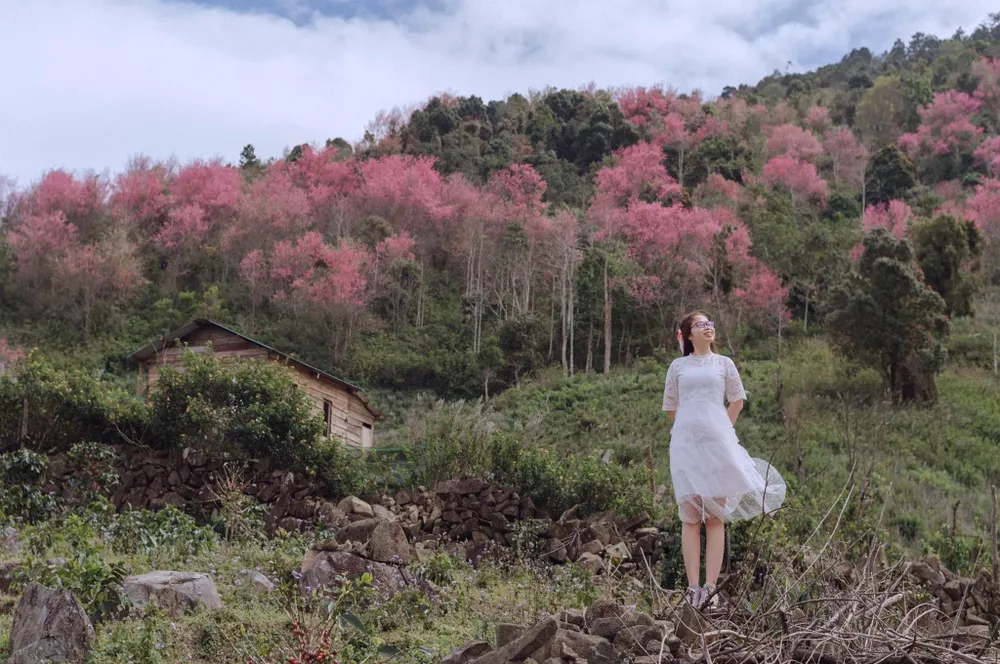 Đà Lạt bốn mùa hoa: Ảnh: QUANG ĐÀ LẠT