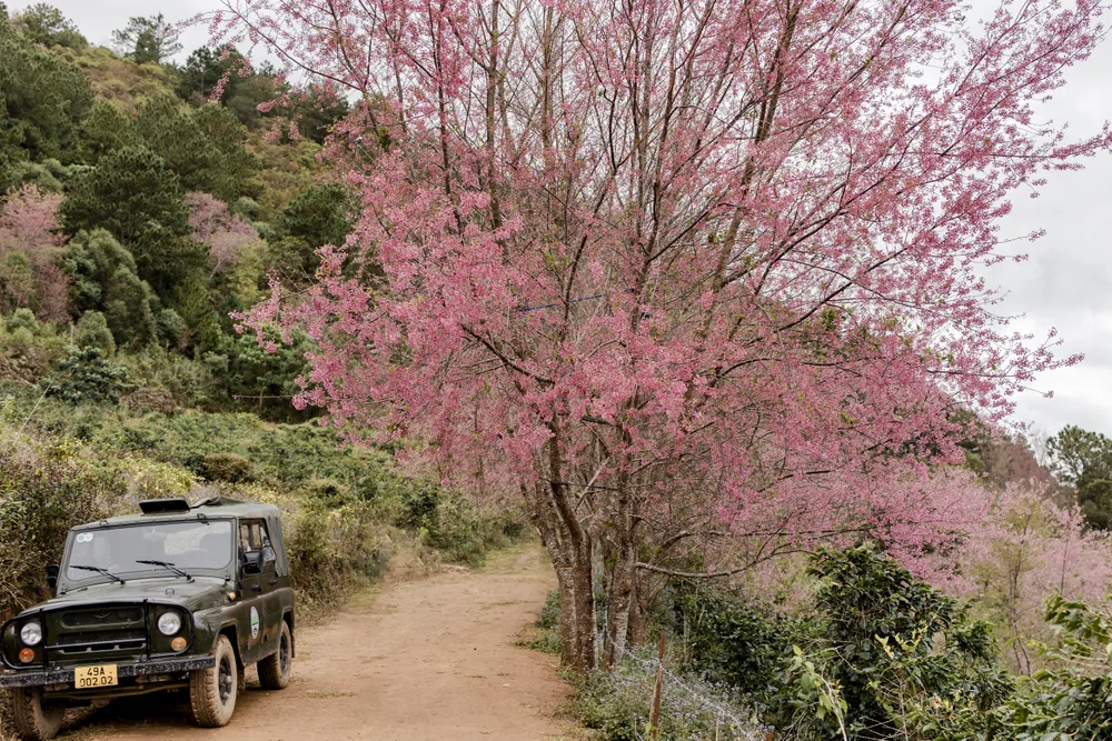 Nhiều cung đường rực rỡ sắc hồng của mai Anh Đào đang thu hút du khách về Đà Lạt mùa đông. Ảnh: DŨNG NGUYỄN
