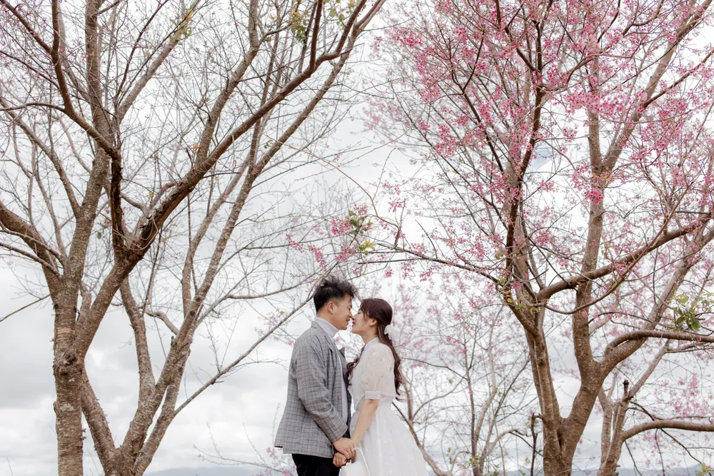 Mùa mai Anh Đào - Mùa uyên ương. Ảnh: DŨNG NGUYỄN