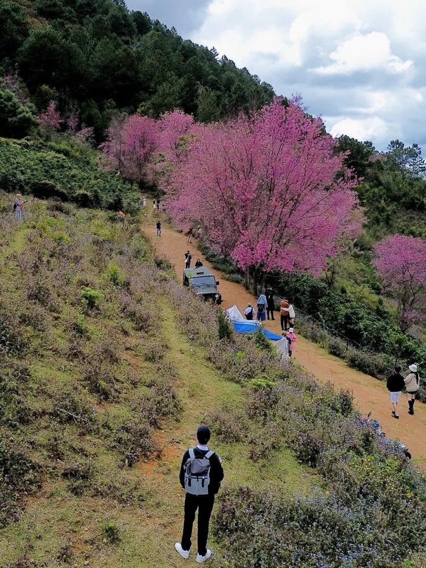 Hiện tại Đà Lạt có gần 100.000 cây mai Anh Đào. Trong đó, tập trung nhiều nhất ở khu vực hồ Xuân Hương, đường Phan Đình Phùng, đường Trần Hưng Đạo và một số tuyến phố trung tâm khác. Ảnh: DŨNG NGUYỄN