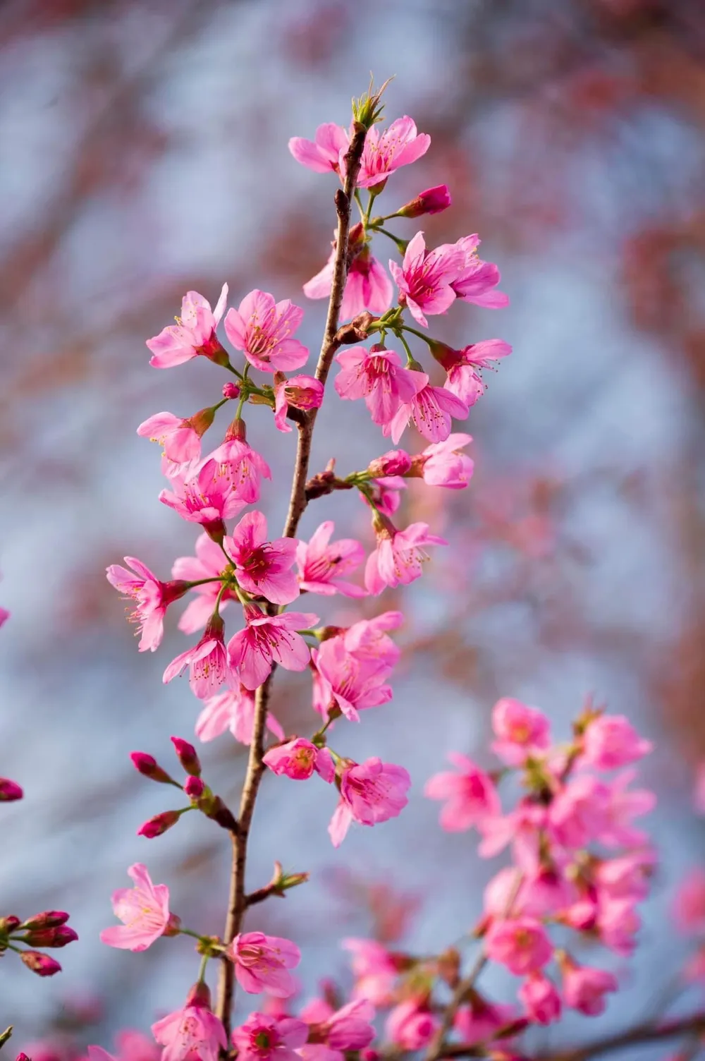 Về nguồn gốc mai Anh Đào. Một số ý kiến cho rằng đây là loài cây bản địa từng tồn tại ở Đà Lạt cách đây nhiều năm, phân bố rất nhiều tạo thành một rừng hoa ở khu vực gần thác Cam Ly... Ảnh: QUANG ĐÀ LẠT