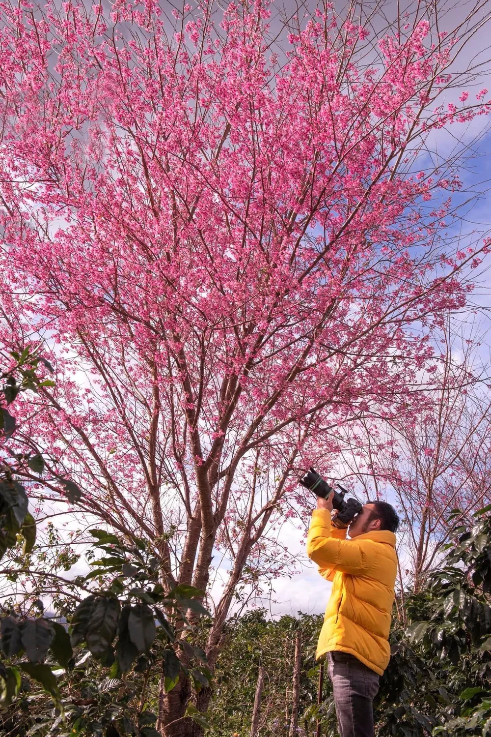 Mùa mai Anh Đào cũng là mùa của những thợ săn ảnh chuyên nghiệp. Ảnh: QUANG ĐÀ LẠT