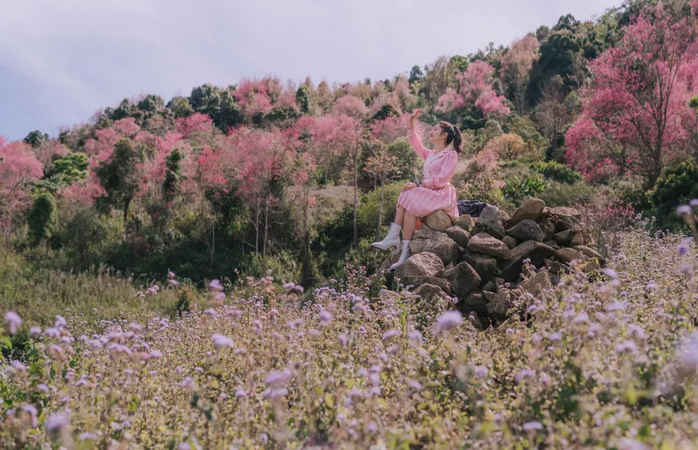 Về Đà Lạt đừng quên check - in bên rừng mai Anh Đào. Ảnh: QUANG ĐÀ LẠT