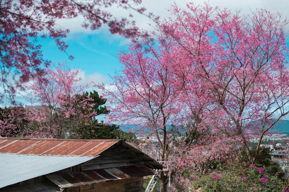 Sau đó được người dân mang về các tuyến phố trung tâm của Đà Lạt trồng xung quanh nhà làm cảnh. Ảnh: QUANG ĐÀ LẠT