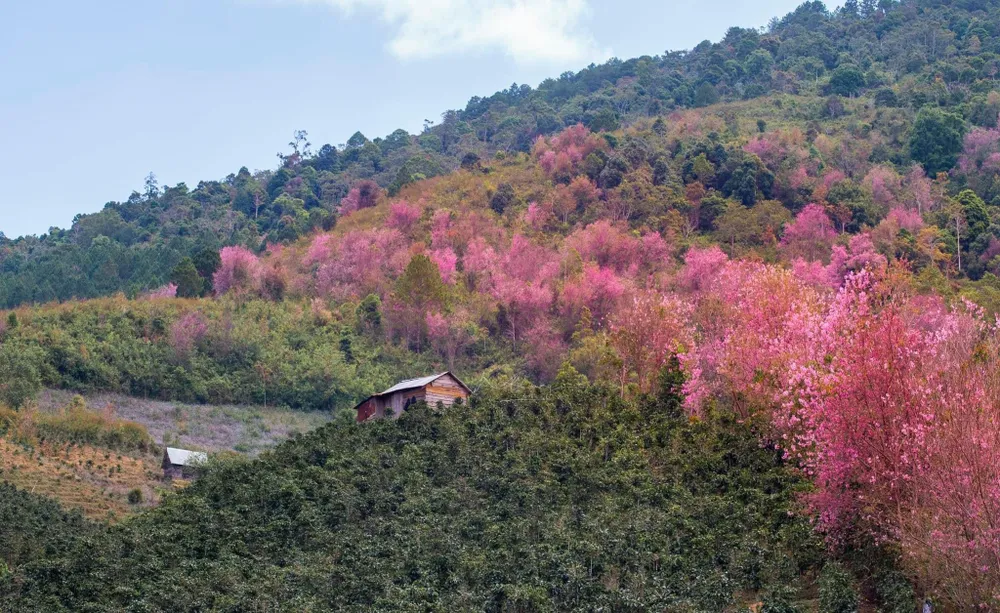 Lung linh sắc hoa. Ảnh: QUANG ĐÀ LẠT