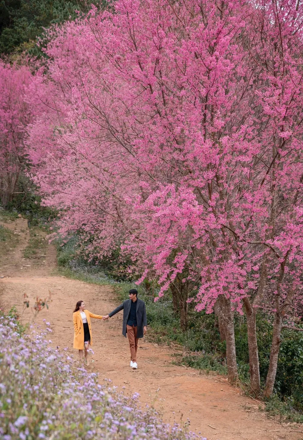 Mùa mai Anh Đào được gọi là mùa uyên ương. Bởi vì nhiều cặp đôi yêu nhau đã chọn mùa mai Anh Đào khoe sắc để chụp hình cưới. Ảnh: QUANG ĐÀ LẠT