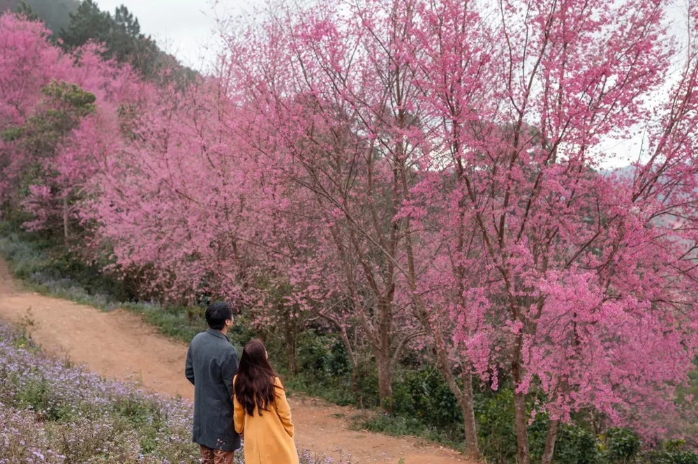 Du khách đang háo hức về Đà lạt ngắm mùa hoa mới. Ảnh: QUANG ĐÀ LẠT