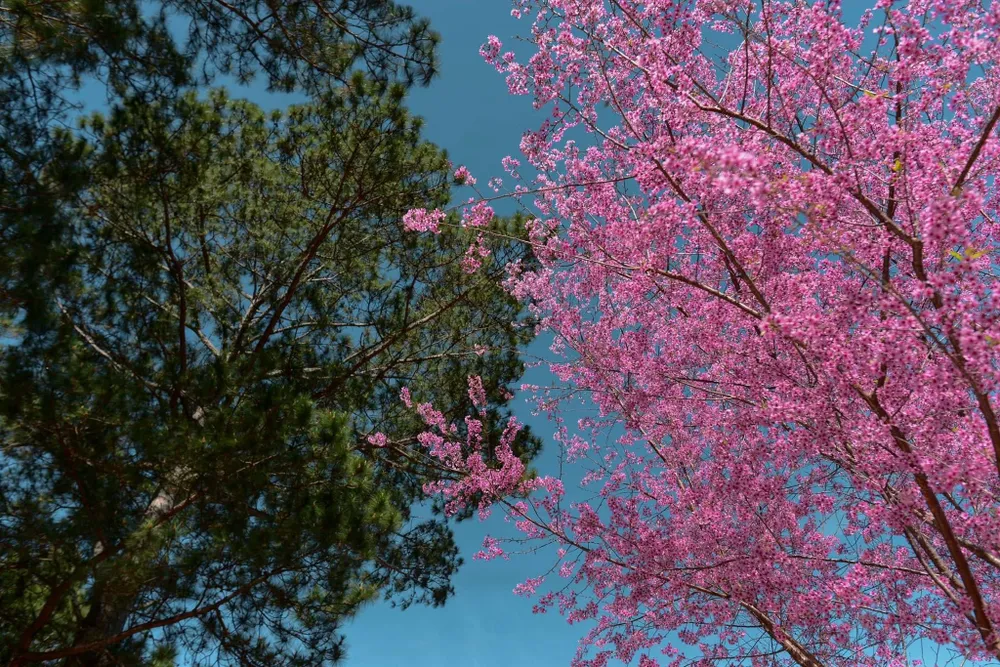 Khác với đào ta, mai Anh Đào mọc từng chùm, phủ hồng một góc vườn. Ảnh: QUANG ĐÀ LẠT