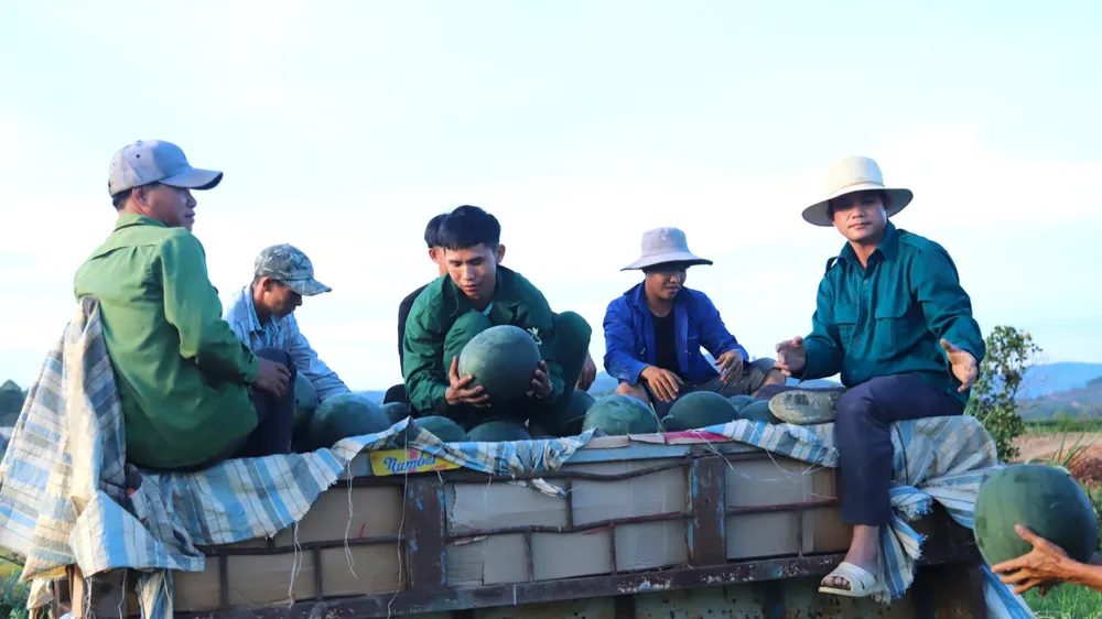 Khoảng 200 ha dưa hấu ở huyện Đạ Tẻh đã được thương lái mua hết.