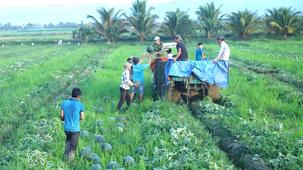 Dưa hấu được trồng chủ yếu ở thị trấn Đạ Tẻh và các xã An Nhơn, Quốc Oai, Đạ Kho.